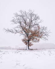 tree in snow