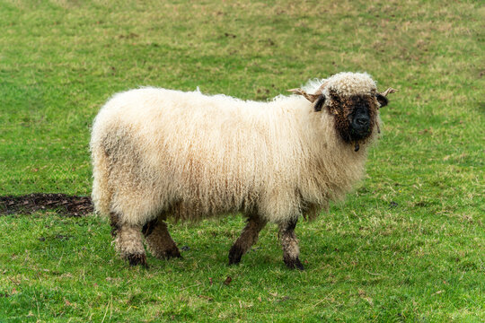 Valais Blacknose Sheep in a lush green meadow on an agricultural farm field, stock photo image
