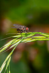 Macro close up of a hylemya fly winged insect resting on the seeds of a meadow grass, stock photo image