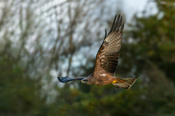 Red Kite (Milvus milvus) bird of prey raptor flying with wings spread in flight stock photo image