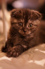 Fototapeta premium Scottish fold Kitty