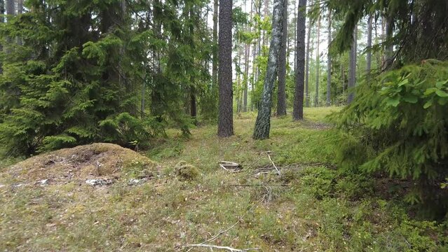 Walking off trail in nice pine tree forest in summer, handheld camera bounce
