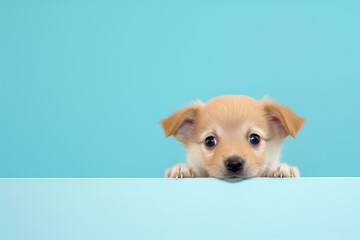 A cute tan puppy with big brown eyes and floppy ears peering over a blue edge, exuding charm and innocence.