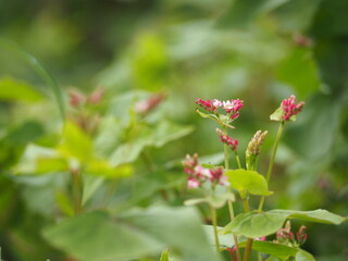 ソバ　高嶺ルビーの花