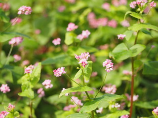 Fototapeta premium ソバ 高嶺ルビーの花