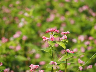 ソバ　高嶺ルビーの花