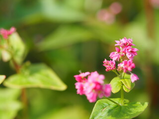 ソバ　高嶺ルビーの花