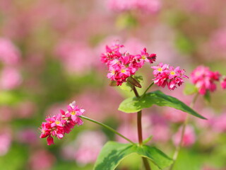 ソバ　高嶺ルビーの花