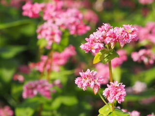 ソバ　高嶺ルビーの花