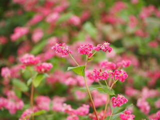 ソバ　高嶺ルビーの花