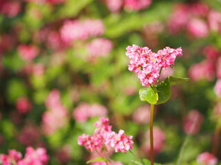ソバ　高嶺ルビーの花