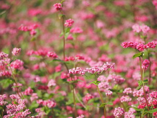 ソバ　高嶺ルビーの花