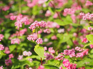 ソバ　高嶺ルビーの花