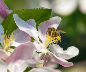 bee or honeybee Apis Mellifera on apple tree flower