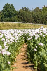 Flowering opium poppy field with pathway