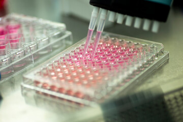 geneticist working with microplate for cells analysis in the genetic lab. Researcher working with samples of tissue culture in microplate in the bioengineering laboratory