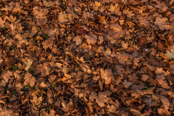 Dry Autumn Leaves Covering the Ground. Fallen Brown Golden Maple Leaves in the Light of the Setting Sun. Top to Bottom View. Background Made of Dry Leaves.