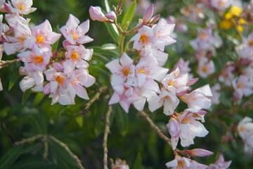 pink blossom