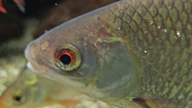 Close up of barbel fish head floating underwater