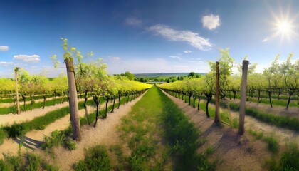 Fototapeta na wymiar vineyard in the spring generative ai