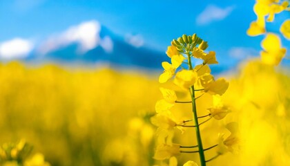 Obraz premium 菜の花畑