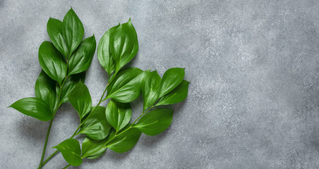 Spring banner, Twig of ruscus with green leaves on a gray concrete background. Top view, flat lay.