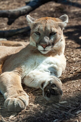 North American cougar (Puma concolor), close-up of a wild animal basking in the sun in the wild