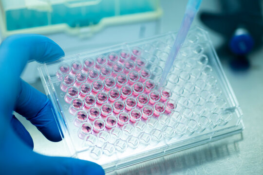 Researcher in laboratory working with cell culture, medical, medicine and cell culture laboratory, safety cabinet