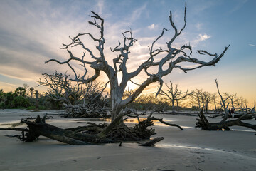 Dry trees on the sandy shore of a wide beach against the backdrop of a cloudy sky