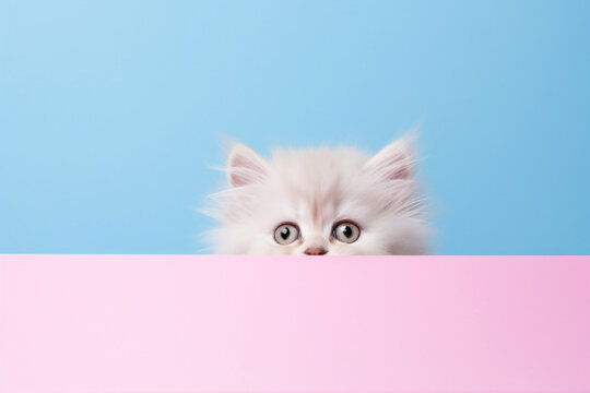 An adorable white kitten with striking blue eyes peeks curiously over a pastel pink and blue divide in a playful and cute setting.