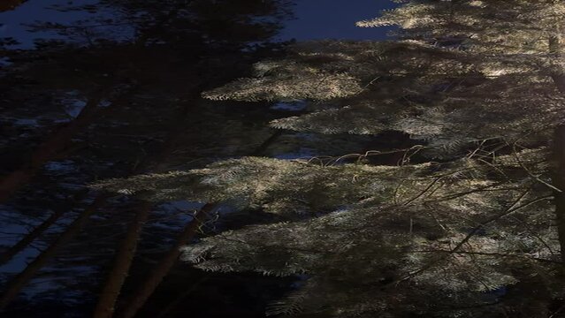 Flakes of snow falling down winter landscape. Snowy winter weather in the pine forest at night. Tree branches on the background of snowfall. Winter is coming. Slow motion Vertical video Snowing