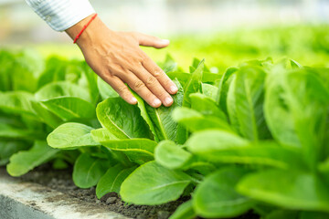 Green lettuce leaves in the vegetable field. Gardening background with green salad plants in the...