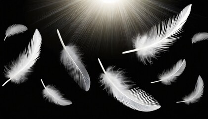 white feathers floating on black background with sunshine