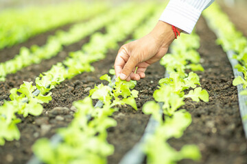 lettuce growing in vegetable garden