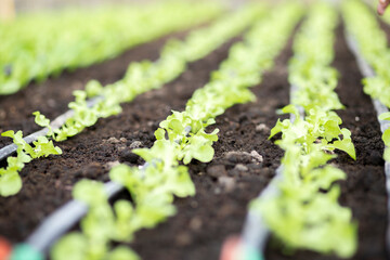 lettuce growing in vegetable garden