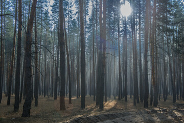 morning fog in the forest near the city of Severodonetsk 1