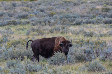 The American bison or buffalo (Bison bison), is the largest mammal on the North American continent