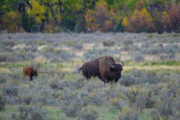 The American bison or buffalo (Bison bison), is the largest mammal on the North American continent