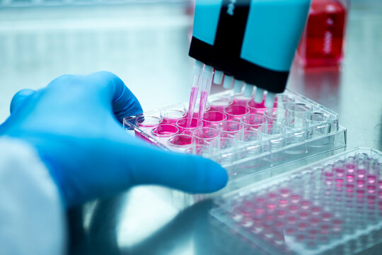 Researcher in laboratory working with cell culture, medical, medicine and cell culture laboratory, safety cabinet