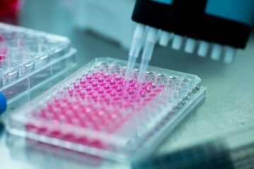Researcher in laboratory working with cell culture, medical, medicine and cell culture laboratory, safety cabinet
