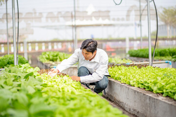 Naklejka na ściany i meble Asian farmers are exploring newly planted organic salad vegetables.