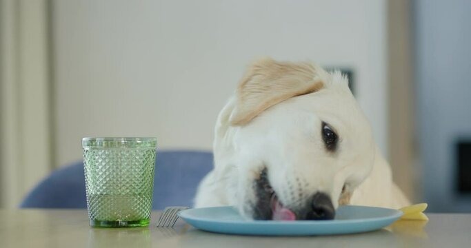 A mischievous dog steals pasta from its owner's plate. Problems with training your pet