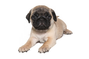 Beige pug puppy