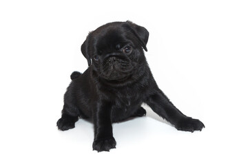 Black pug puppy
