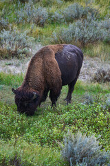 The American bison or buffalo (Bison bison), is the largest mammal on the North American continent