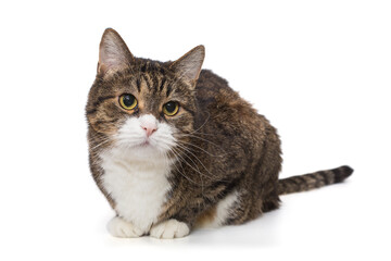 Beautiful grey cat lies and looks away