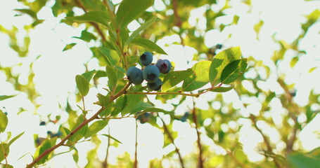 Fresh and ripe organic blueberries growing in the garden on a summer day. Blueberry fruits before harvest 4k