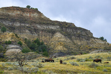 The American bison or buffalo (Bison bison), is the largest mammal on the North American continent