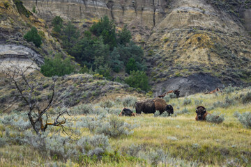 The American bison or buffalo (Bison bison), is the largest mammal on the North American continent