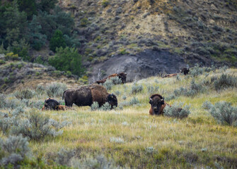The American bison or buffalo (Bison bison), is the largest mammal on the North American continent
